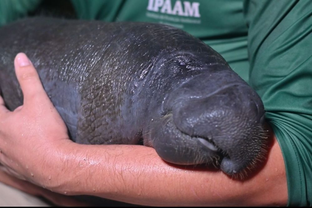 Onça-pintada resgatada no Rio Negro expõe rotina de salvamento da fauna no Amazonas