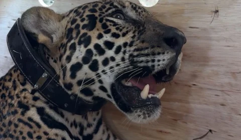 Onça-pintada resgatada no Rio Negro expõe rotina de salvamento da fauna no Amazonas