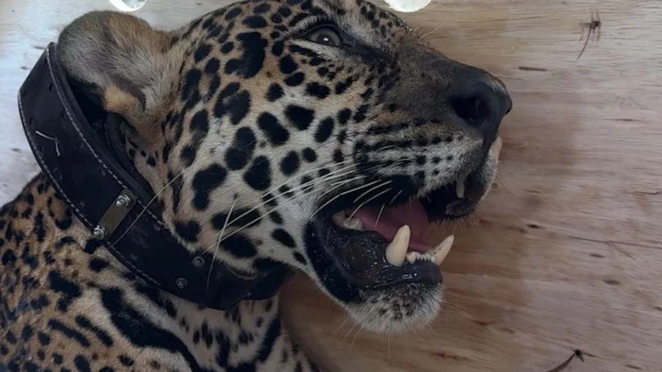 Onça-pintada resgatada no Rio Negro expõe rotina de salvamento da fauna no Amazonas