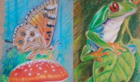 Série Paraíso Verde destaca a riqueza da floresta acreana no Museu dos Povos Acreanos