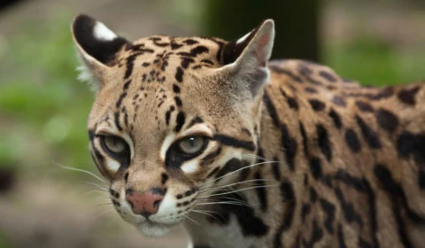 Jaguatirica é resgatada em residência de Santana do Araguaia