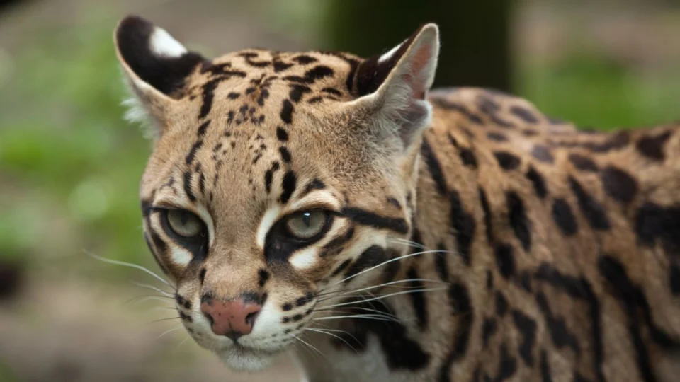 Jaguatirica é resgatada em residência de Santana do Araguaia