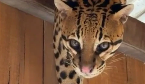 Jaguatirica surpreende moradores ao aparecer em telhado de casa flutuante no interior do Amazonas