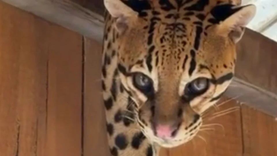 Jaguatirica surpreende moradores ao aparecer em telhado de casa flutuante no interior do Amazonas