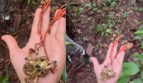 Pesquisadores encontram tarântula dominada por fungo Cordyceps no Amazonas