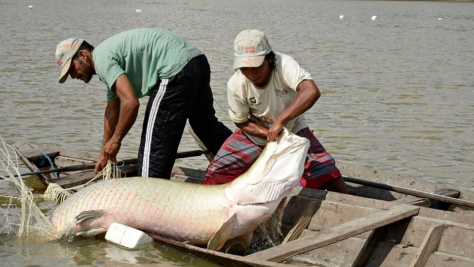 Pesquisa inédita com sequenciamento genético protege peixes da Amazônia
