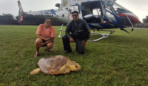 Tartaruga-cabeçuda é resgatada debilitada em Salinópolis e transportada de helicóptero para tratamento