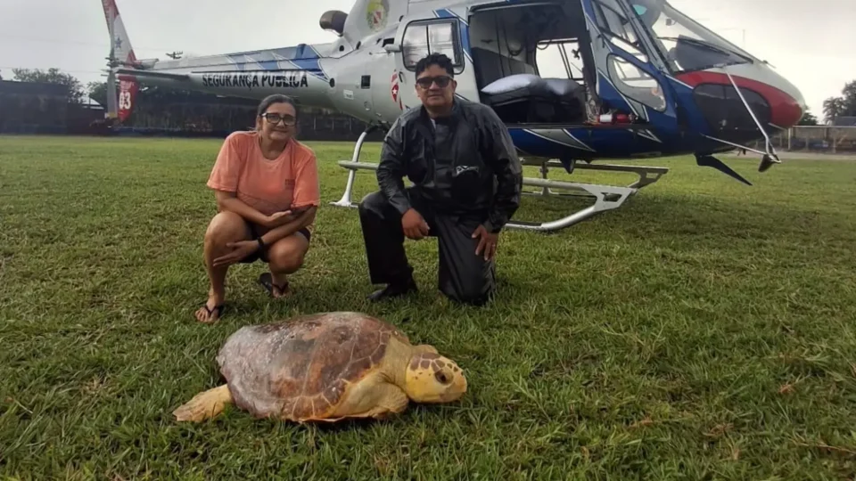 Tartaruga-cabeçuda é resgatada debilitada em Salinópolis e transportada de helicóptero para tratamento