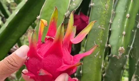 Pitaia ganha força em Manacapuru e vira principal fonte de renda para agricultor da zona rural