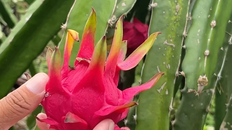 Pitaia ganha força em Manacapuru e vira principal fonte de renda para agricultor da zona rural