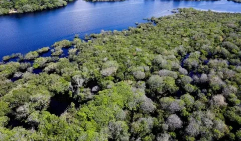 Inscrições abertas para organizações que atuarão no controle do desmatamento na Amazônia