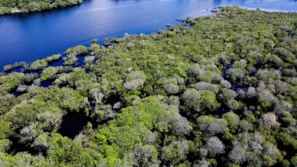 Inscrições abertas para organizações que atuarão no controle do desmatamento na Amazônia