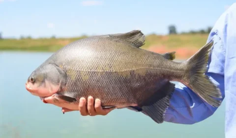 Tambaqui amazônico ganha produção industrial na China e Brasil perde liderança em volume