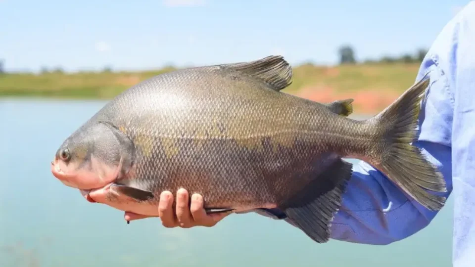 Tambaqui amazônico ganha produção industrial na China e Brasil perde liderança em volume
