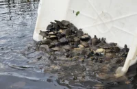 Soltura de mais de 5 mil tracajás mobiliza comunidades na RDS Igapó-Açu, no Amazonas