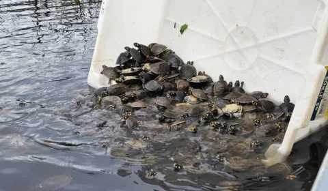 Soltura de mais de 5 mil tracajás mobiliza comunidades na RDS Igapó-Açu, no Amazonas