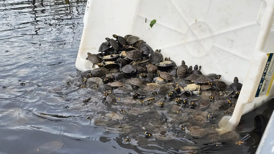 Soltura de mais de 5 mil tracajás mobiliza comunidades na RDS Igapó-Açu, no Amazonas