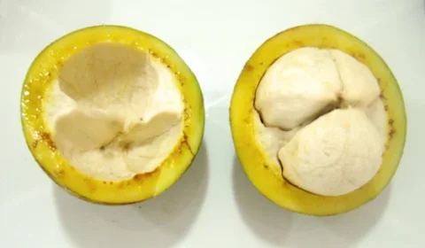 Bacuri: conheça a fruta tradicional da Amazônia, seus usos e importância cultural