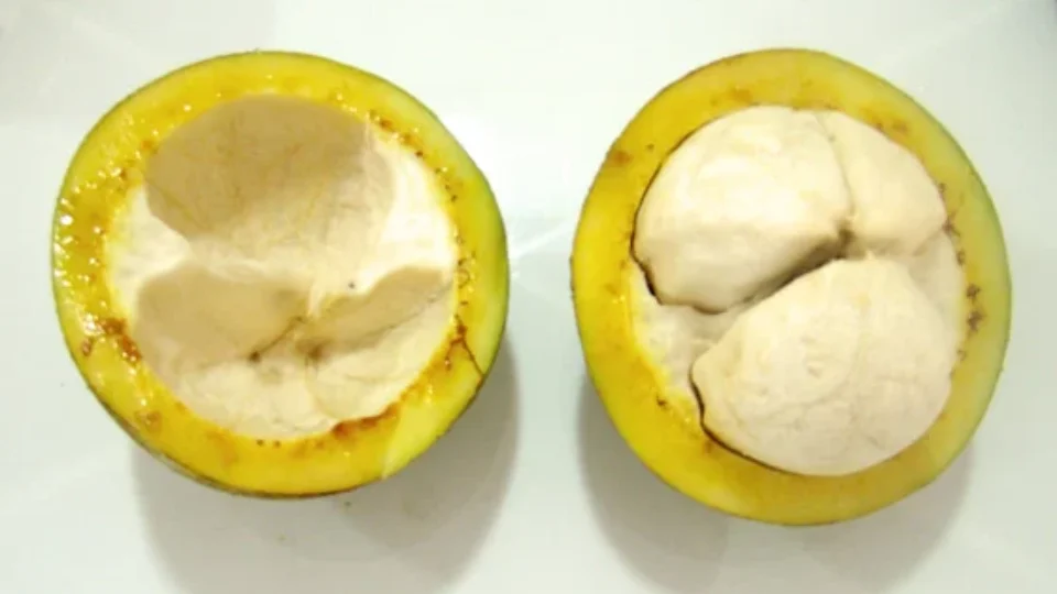 Bacuri: conheça a fruta tradicional da Amazônia, seus usos e importância cultural