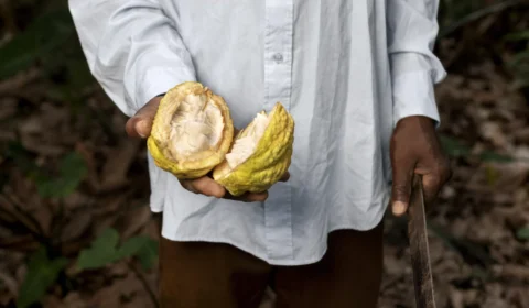 Cacau do Pará ganha destaque internacional e reforça identidade cultural da Amazônia