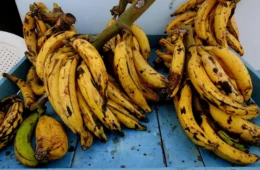 Banana pacovã: o ingrediente que atravessa gerações na Amazônia