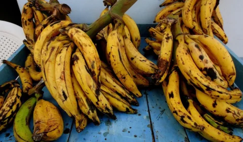 Banana pacovã: o ingrediente que atravessa gerações na Amazônia