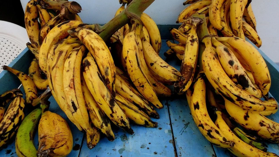 Banana pacovã: o ingrediente que atravessa gerações na Amazônia