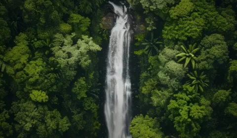 Edital ‘Amazônia Viva’ abre inscrições para investir até R$ 96,6 milhões em projetos da Amazônia Legal