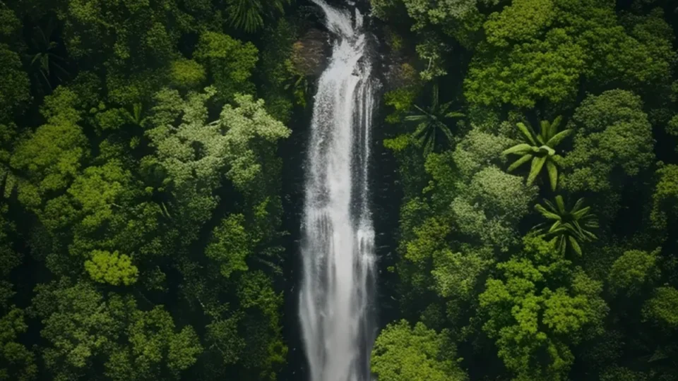 Edital ‘Amazônia Viva’ abre inscrições para investir até R$ 96,6 milhões em projetos da Amazônia Legal