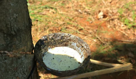 Safra de borracha na Amazônia ultrapassa 160 toneladas e fortalece renda de quase 600 famílias