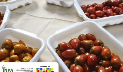 Inpa faz degustação de Pupunha com 50 participantes.