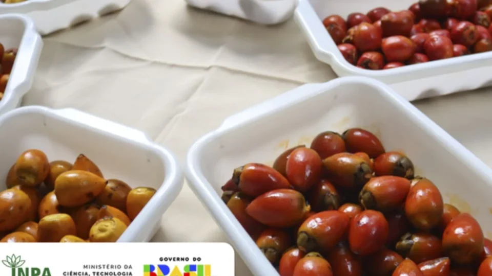 Inpa faz degustação de Pupunha com 50 participantes.