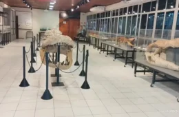 Após quase 2 anos, exposição de fósseis no laboratório da UFAC reabre para o público