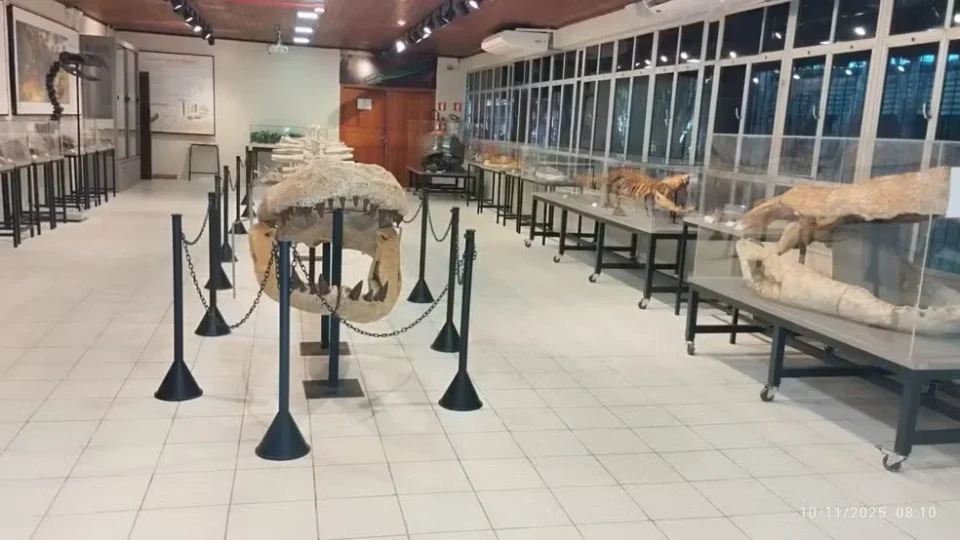 Após quase 2 anos, exposição de fósseis no laboratório da UFAC reabre para o público