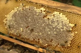 Apicultura cresce no interior do Pará e garante renda extra para produtores rurais