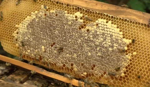 Apicultura cresce no interior do Pará e garante renda extra para produtores rurais