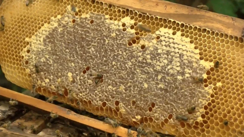 Apicultura cresce no interior do Pará e garante renda extra para produtores rurais