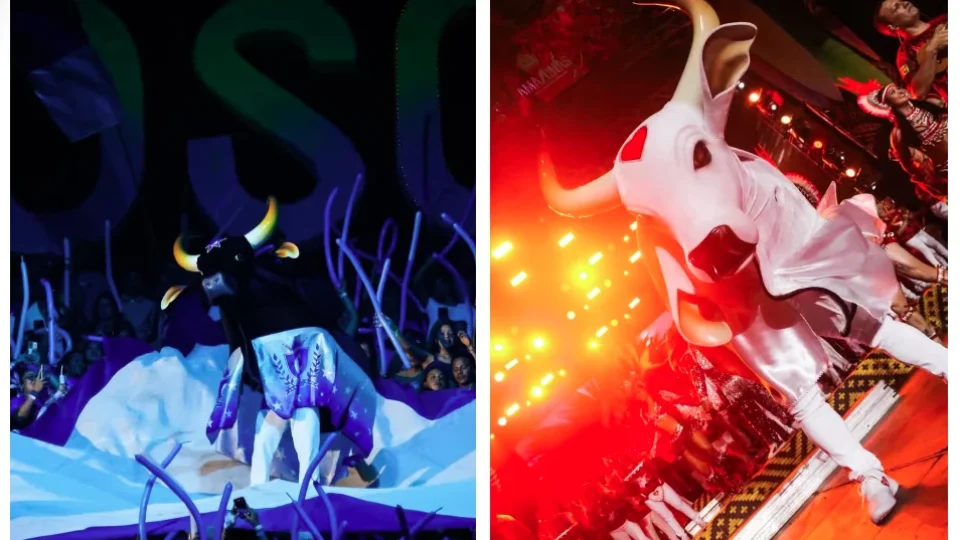 Veja as datas de ensaio dos bois-bumbás em Manaus