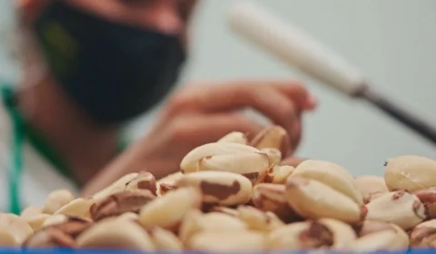 Produção de castanha movimenta comunidades e coloca Amazonas na liderança nacional