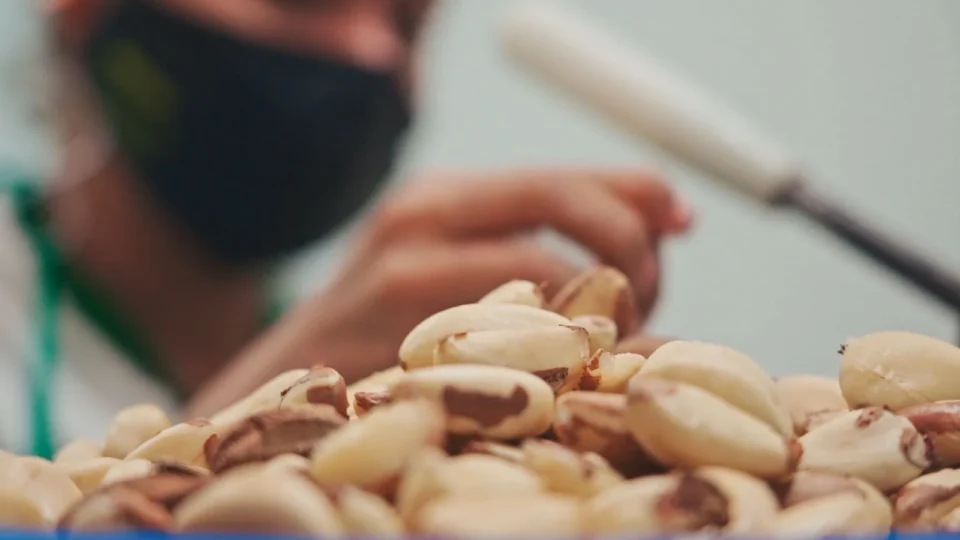 Produção de castanha movimenta comunidades e coloca Amazonas na liderança nacional