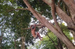 Projeto leva dança e escuta a pessoas que cuidam da infância no interior do Amazonas