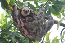 Musa abre as portas neste feriado de 1º de maio; confira horários e como agendar sua visita