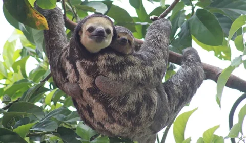 Musa abre as portas neste feriado de 1º de maio; confira horários e como agendar sua visita