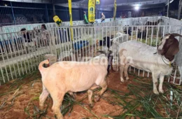 Expo Jorge Teixeira 2026: cultura e lazer para toda a família neste fim de semana na zona Leste