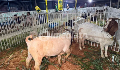 Expo Jorge Teixeira 2026: cultura e lazer para toda a família neste fim de semana na zona Leste