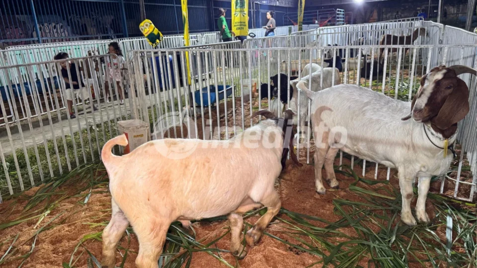 Expo Jorge Teixeira 2026: cultura e lazer para toda a família neste fim de semana na zona Leste