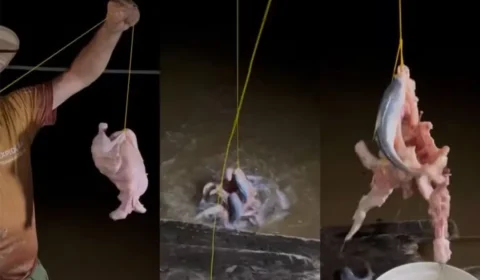 Experimento assustador: candiru-açu devora frango no rio Madeira, em RO; veja vídeo