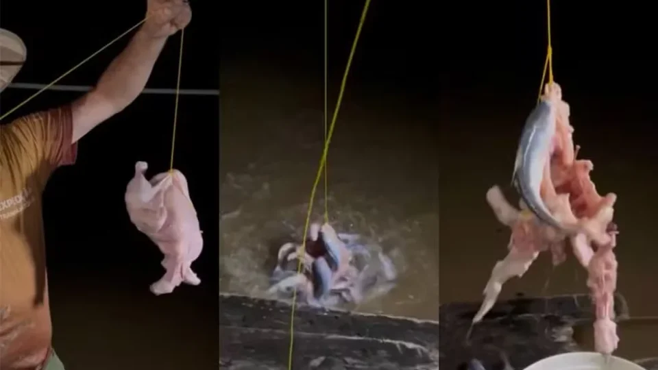 Experimento assustador: candiru-açu devora frango no rio Madeira, em RO; veja vídeo