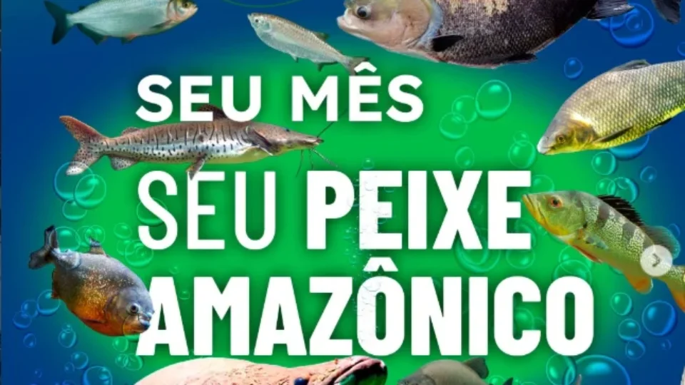 Descubra qual é o ‘seu peixe amazônico’ de acordo com o ‘seu mês’