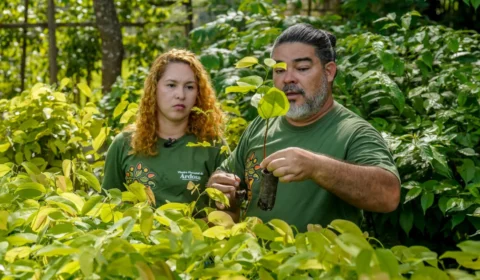 Conheça o casal paraense que produz mais de 100 espécies nativas e ajuda a reflorestar a Amazônia
